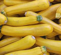 Image result for Zucchini Squash Varieties