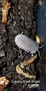 Image result for Isopod PNG