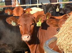 Image result for Beef Cattle Cows