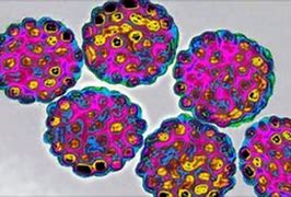 Image result for Warts and HPV Virus