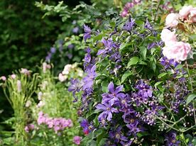 Image result for Clematis Semu