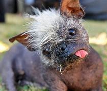 Image result for An Ugly Dog