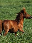 Image result for Small Draft Horses