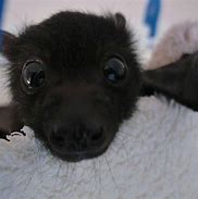 Image result for Funny Bat Phots