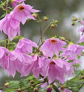 Image result for Dahlia Imperialis zaailing wit