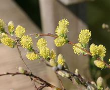 Image result for Salix repens nitida