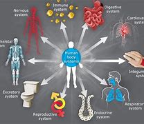 Image result for 7 Human Body Systems