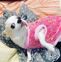 Image result for Chihuahua Sombrero Meme