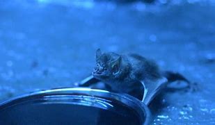 Image result for Vampire Bat No Background