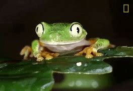 Image result for Frog Wallpaper GIF