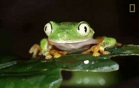 Image result for Different Types of Tree Frogs