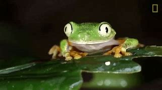 Image result for Frog Wallpaper GIF