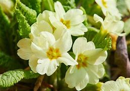 Primula vulgaris Queen Yellow 的图像结果