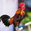 Image result for Un Coq