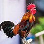Image result for Image Coq
