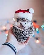 Image result for Baby Hedgehog with Hat