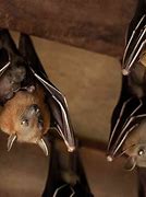Image result for Bat World