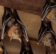 Image result for Artsy Bat