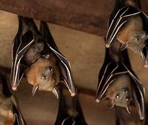 Image result for Cute Brown Bat