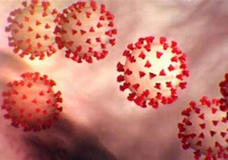 Image result for Covid 19 Coronavirus