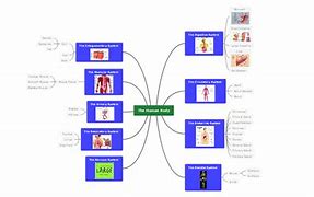Image result for Human Body Concept Map
