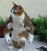 Image result for Really Buff Cat