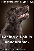Image result for Black Lab Dog Memes