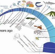 Image result for Evolution Diagram