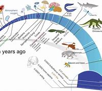 Image result for Evolution of Life
