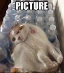 Image result for Google Cat Meme