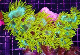 Image result for Coral Frag Plug