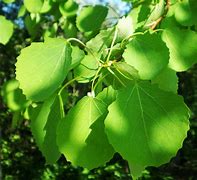 Image result for Poplar Tree Species New Mexico