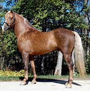 Image result for Palomino Morgan Horse