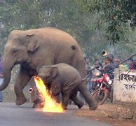 Image result for Human-Elephant Conflict