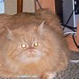 Image result for Super Funny Fat Cats
