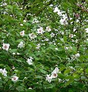Image result for Magnolia sieboldii