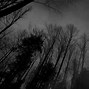 Image result for Creepy Forest Aesthetic