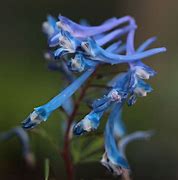 Image result for Corydalis Craigton Blue