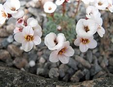 Image result for Saxifraga Peach Blossom