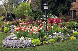 Image result for Tulip Garden Design