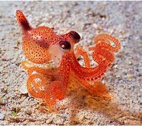Image result for Purple Octopus