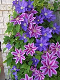 Image result for Clematis Vines