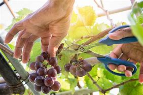Image result for Harvesting of Grapes