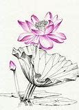 Image result for Illustration Lotus Notes