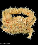 Image result for Actumnus squamosus. Size: 157 x 185. Source: www.crustaceology.com