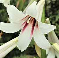 Image result for cardiocrinum