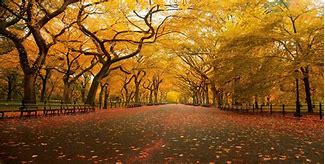 Image result for Nature Poster Background