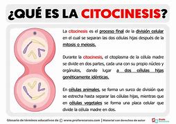 Image result for citocinesis