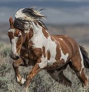 Image result for American Indian Horse