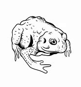 Image result for Big Frog Drawing